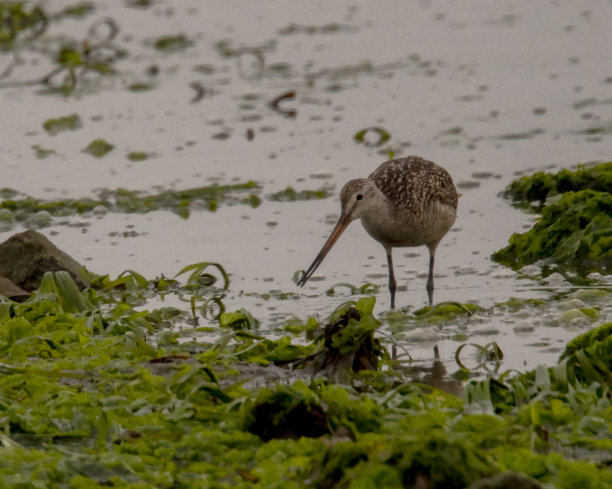 limosa