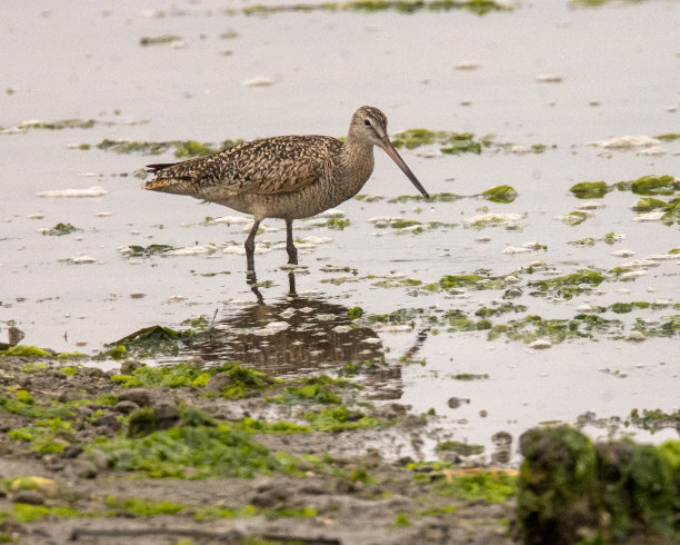 limosa