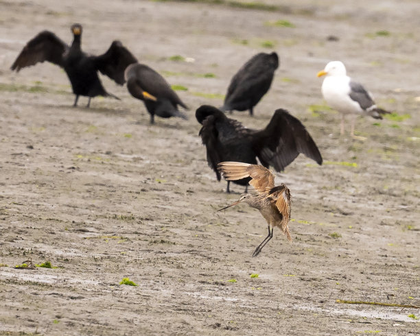 limosa