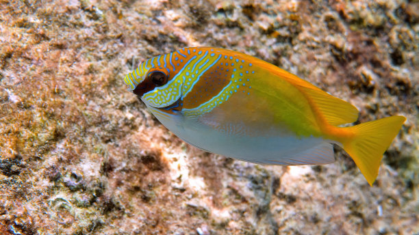 rabbitfish
