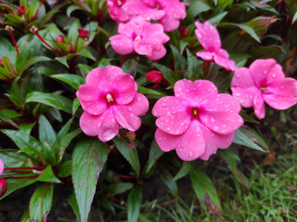 impatiens