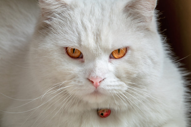 笑脸人物食物角色形象