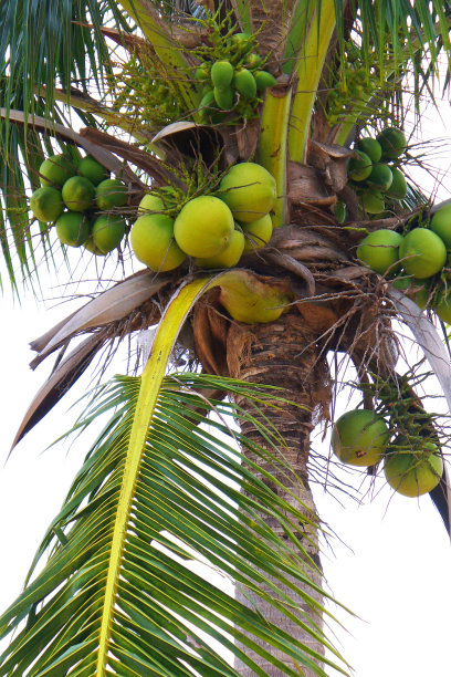 coconut