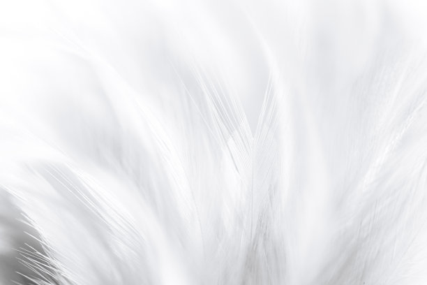 feather