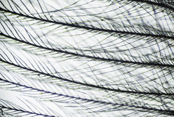 plumage