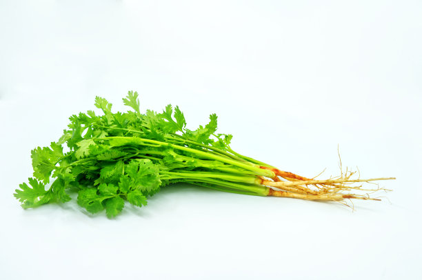 cilantro