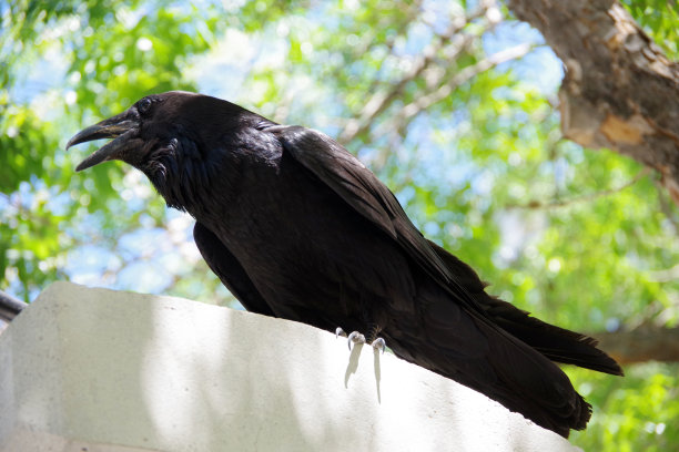raven