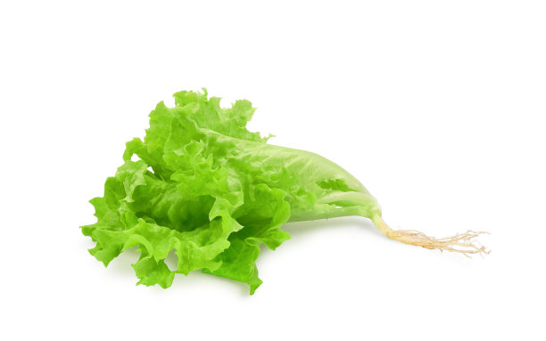 romaine
