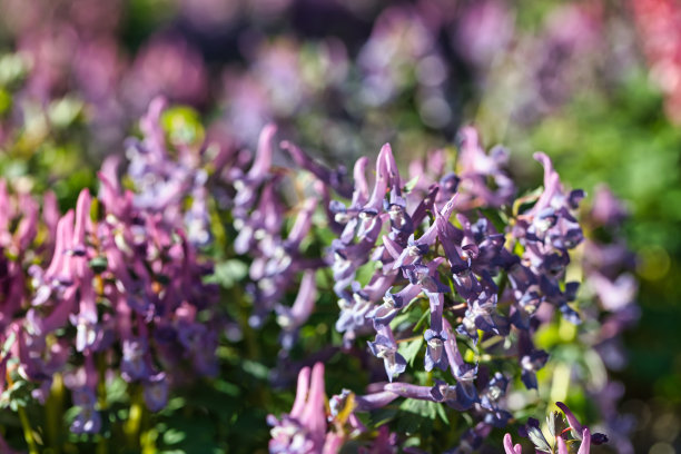 corydalis