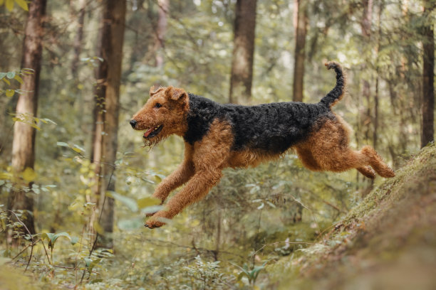 airedale
