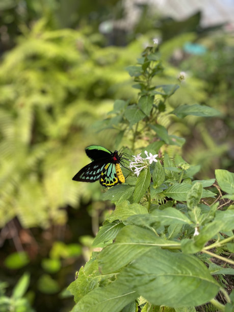ornithoptera