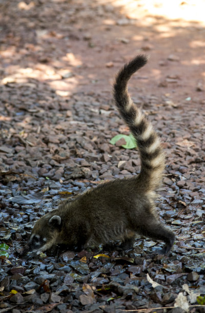 coatimundi