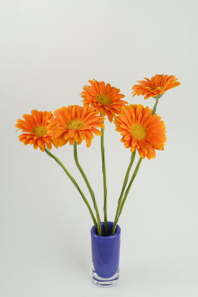 gerbera