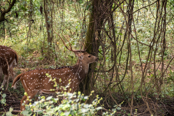 chitwan