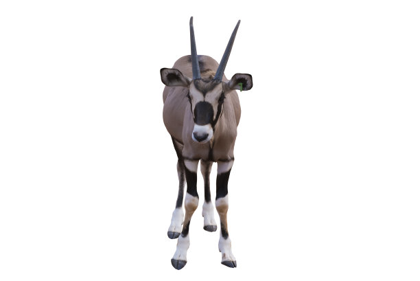 gemsbok