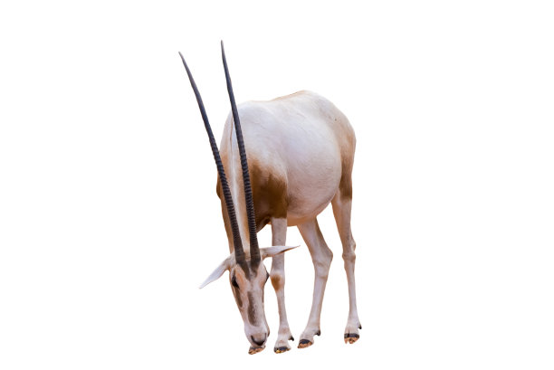 gemsbok