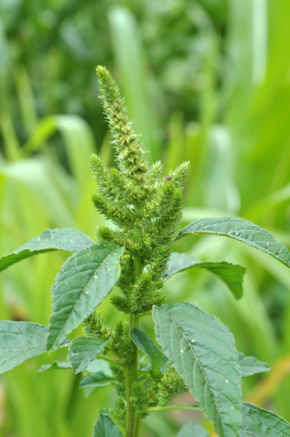 gomphrena