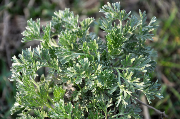 wormwood