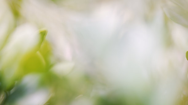 田地里的花