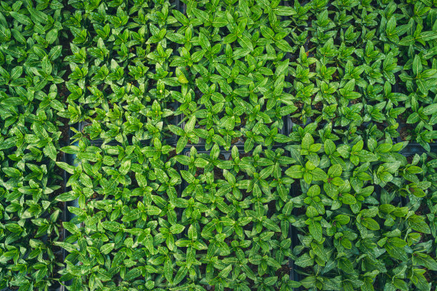 清新绿色方块背景图案