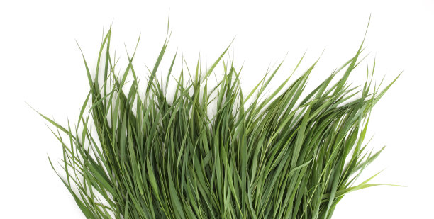 grass