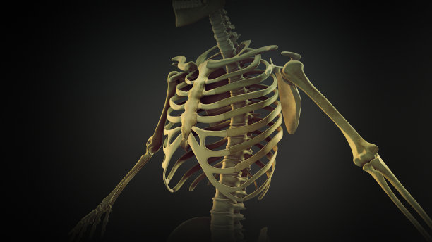 skeleton