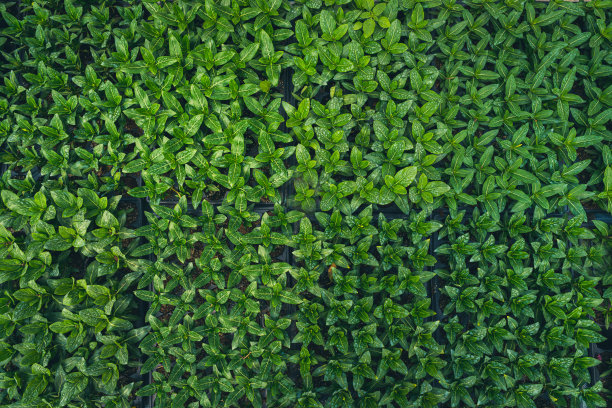 清新绿色方块背景图案