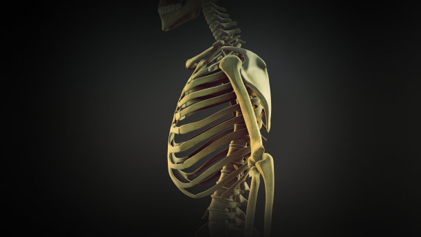 skeleton