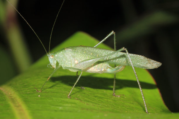 katydid