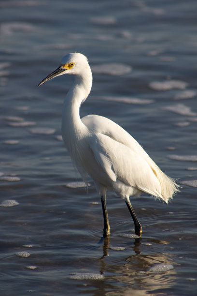 egret