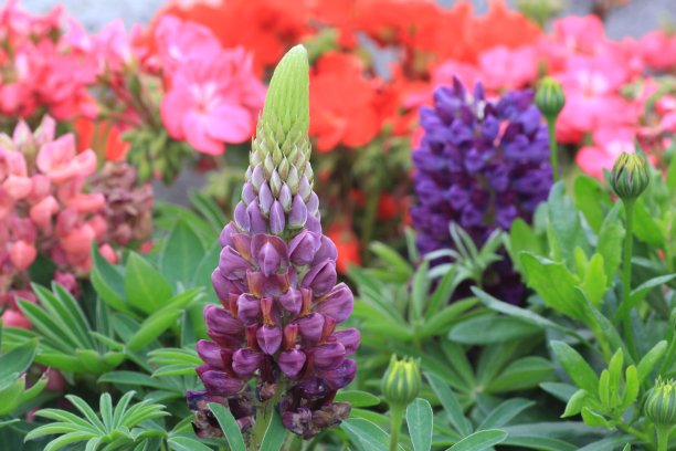 lupinus