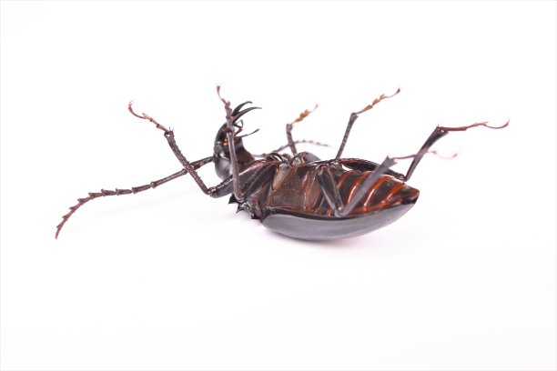 arthropod