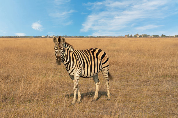 zebra
