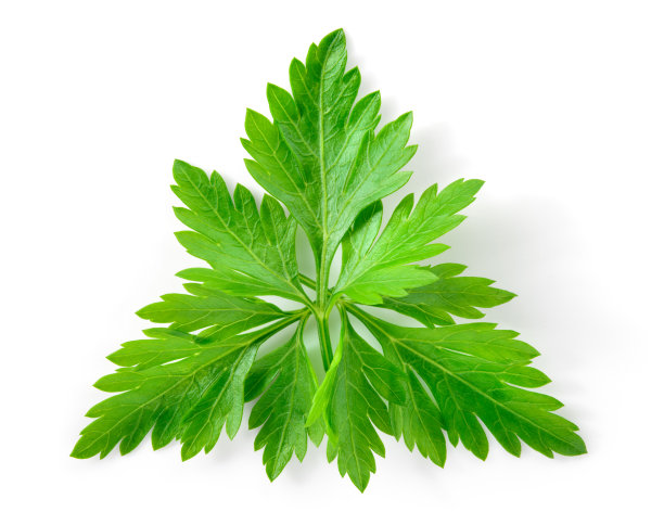 mugwort
