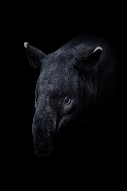 tapir
