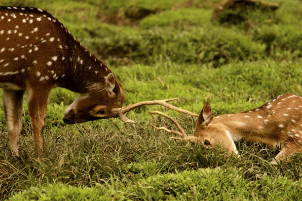 doe