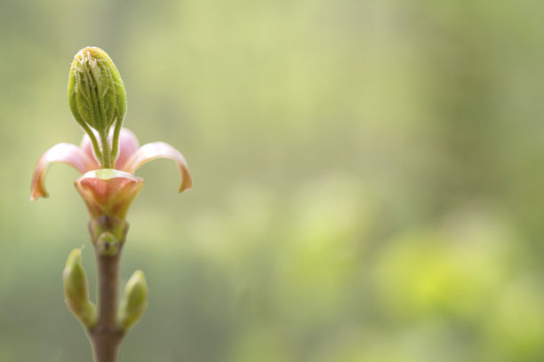 绿色发布会背景