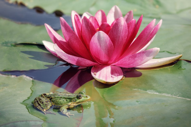 荷