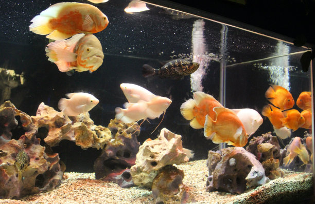 aquarium