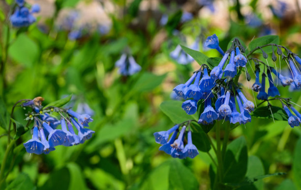 hyacinthoides
