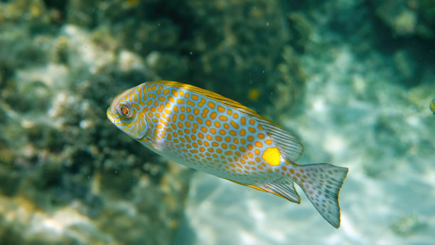 rabbitfish