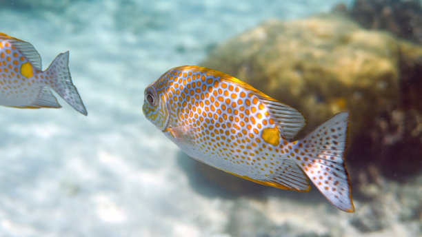 rabbitfish