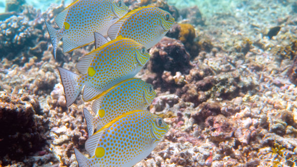 rabbitfish