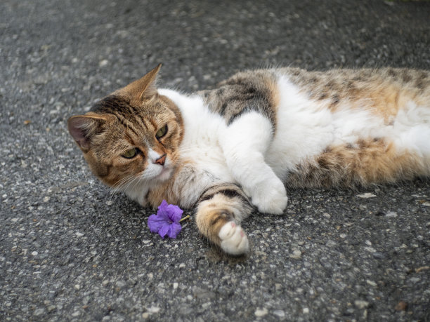 笑脸人物食物角色形象