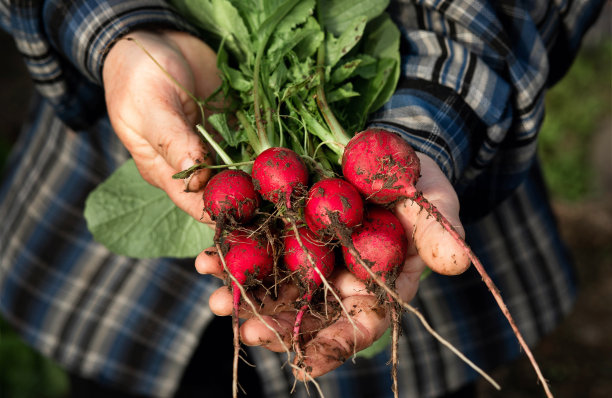 radishes