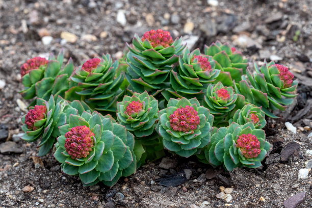 rhodiola
