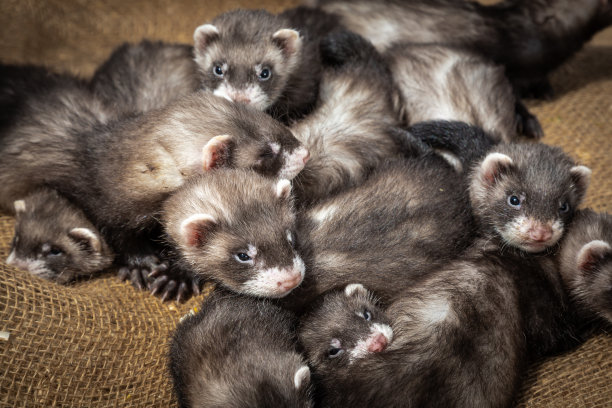mustela