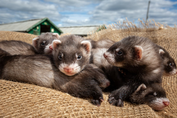 mustela