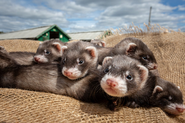 mustela