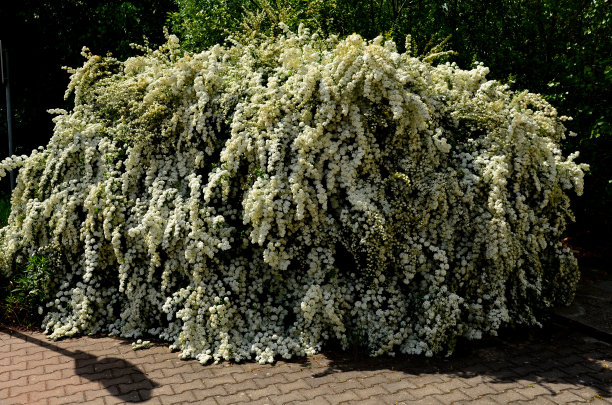 filipendula